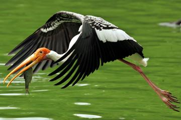 Private Day Trip to the Keoladeo National Park in Bharatpur from Jaipur