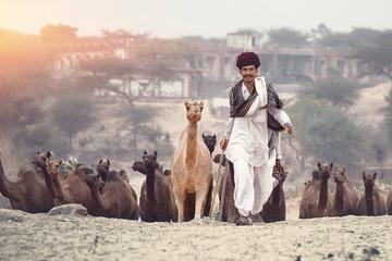 Private One-Way Transfer from Jodhpur to Jaipur via Pushkar