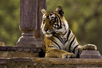 Private Overnight Tour of Ranthambore From Jaipur With Drop At Agra