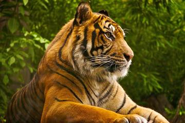 Private Tour: Overnight (2 Days) Ranthambore Tiger Safari Tour From Jaipur