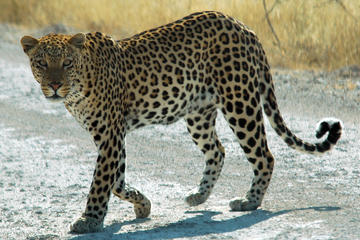Private Wildlife Safari and Off-Roading at Jhalana Safari Park