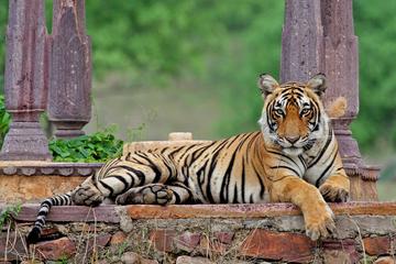 Private Wildlife Safari Tour in Ranthambore from Jaipur