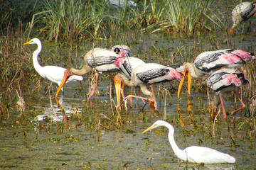 Sightseeing Transfer from Agra to Jaipur with Keoladeo Park