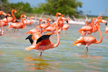 Private Tour: Celestun Day Trip with Lunch