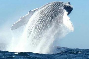 Whale Watching day tour