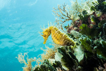 Small-Group Introductory Scuba Diving in Pula