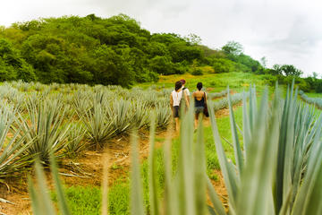 Hiking Adventure at Vinata Los Osuna