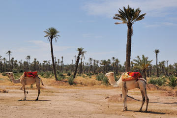 Palmeraie Sunset Camel Ride Experience from Marrakech