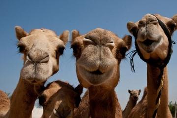 Sunset Camel Ride Including BBQ Dinner From Ras Al Khaimah