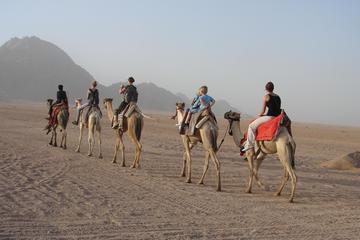 Sharm Mega Safari