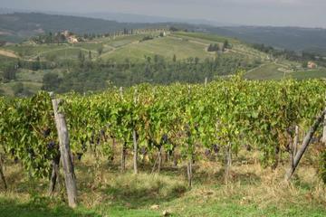 Tuscany Wine Tasting Tour