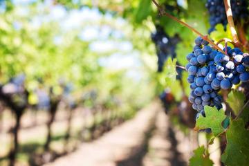 Wine and Gastronomy Tour from Dubrovnik