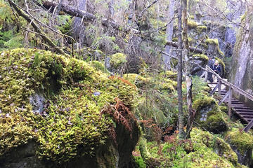 Orinoro Gorge and Finnish Wilderness Guided Tour with Sausages over Campfire
