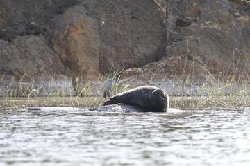 Small-group Saimaa Seal-Watching Cruise in Linnansaari National Park