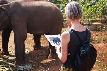One day elephant friendly program