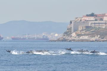 Dolphin Watching Excursion in Gibraltar With Optional Top of The Rock Cable Car Ticket