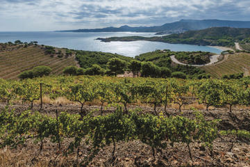 Half-Day Small-Group Wine Tasting and Brunch Tour from Girona