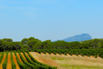 Full Day Pic Saint Loup Wine and Olive Tour with Lunch from Montpellier