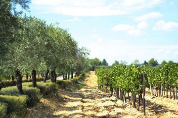 Small-Group Half-Day Languedoc Wine and Olive Tour from Montpellier