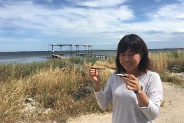 Small-Group Half-Day Languedoc Wine and Oyster Tour from Sète