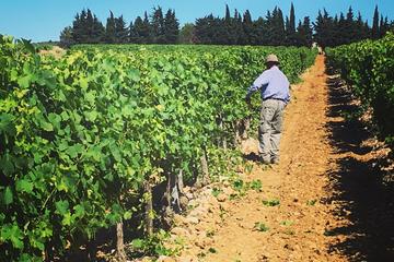 Small-Group Half-Day Languedoc Wine Tour from Sète