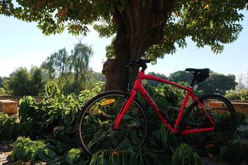 1-day Bicycle Rental in Palma