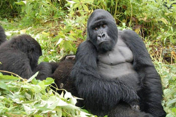 5 Day Cozy Encounter with Volcano Silverback Mountain Gorillas and Avifaunal Rambling in the Rugezi Marsh of Rwanda