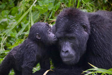 The Grand West to North Rwanda Exploration: 9 days Tracking the Nyungwe Rainforest Primates and the Mountain Gorillas
