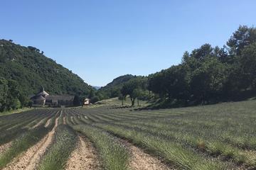 Discover Provence including Avignon and Luberon Villages with a Local Guide