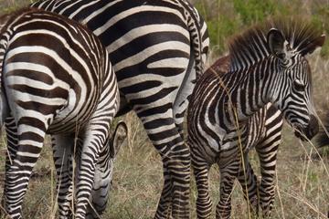 11-Day Safari Adventure in Southern Tanzania