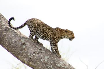 2 Day safari to Mikumi departure from Zanzibar - Flying Option