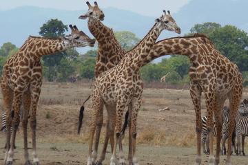 3 Days - Exploring Selous Game Reserve