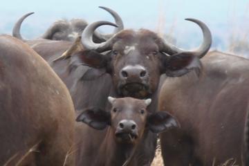 7-Day Safari of Southern Tanzania
