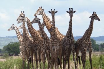Mikumi Wildlife Experience