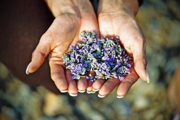 Hvar Lavender Tour