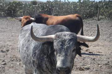 Bull Breeding Farm: Guided Half-Day Tour from Seville