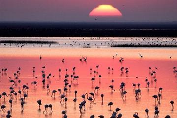 Donana National Park:  4x4 Guided Day Tour from Seville