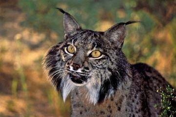 Donana National Park and El Rocío: 4x4 Guided Tour from Seville
