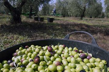 Olive Oil Farm Tour from Seville