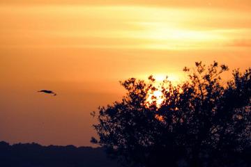 Private Donana National Park and El Rocío: 4x4 Guided Day Tour from Seville