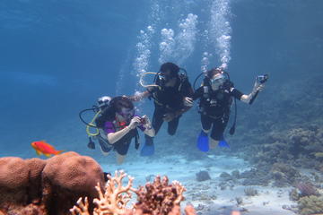 Daily dive with 2 dive with equipment
