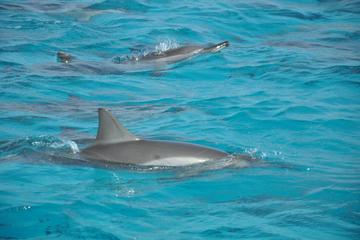 Sataya Island Marsa Alam Dolphin House
