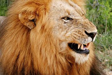 One Night Leopard Tour of Kruger National Park from Nelspruit