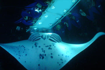 Moonlight Manta Ray 2.5-hour Snorkel from Kona