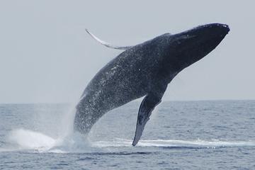 Whale Watching On The Big Island