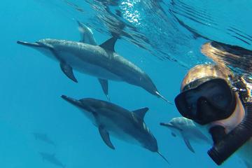 Wild Dolphin And Reef Snorkel