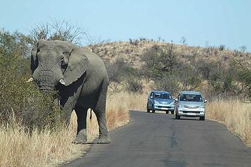 2 Night 3 day Safari to the Big Five Pilanesberg National Parkfrom Johannesburg