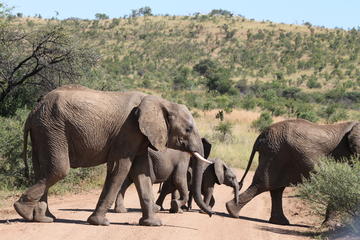Day Safari from Johannesburg to Pilanesberg with an open vehicle safari drive