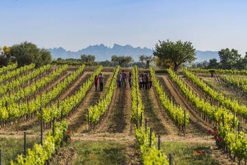 Winery Tour with Private Luxury Vehicle from Barcelona