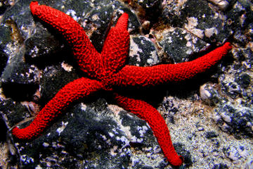 La Palma Snorkling Tour, Experience the Atlantic